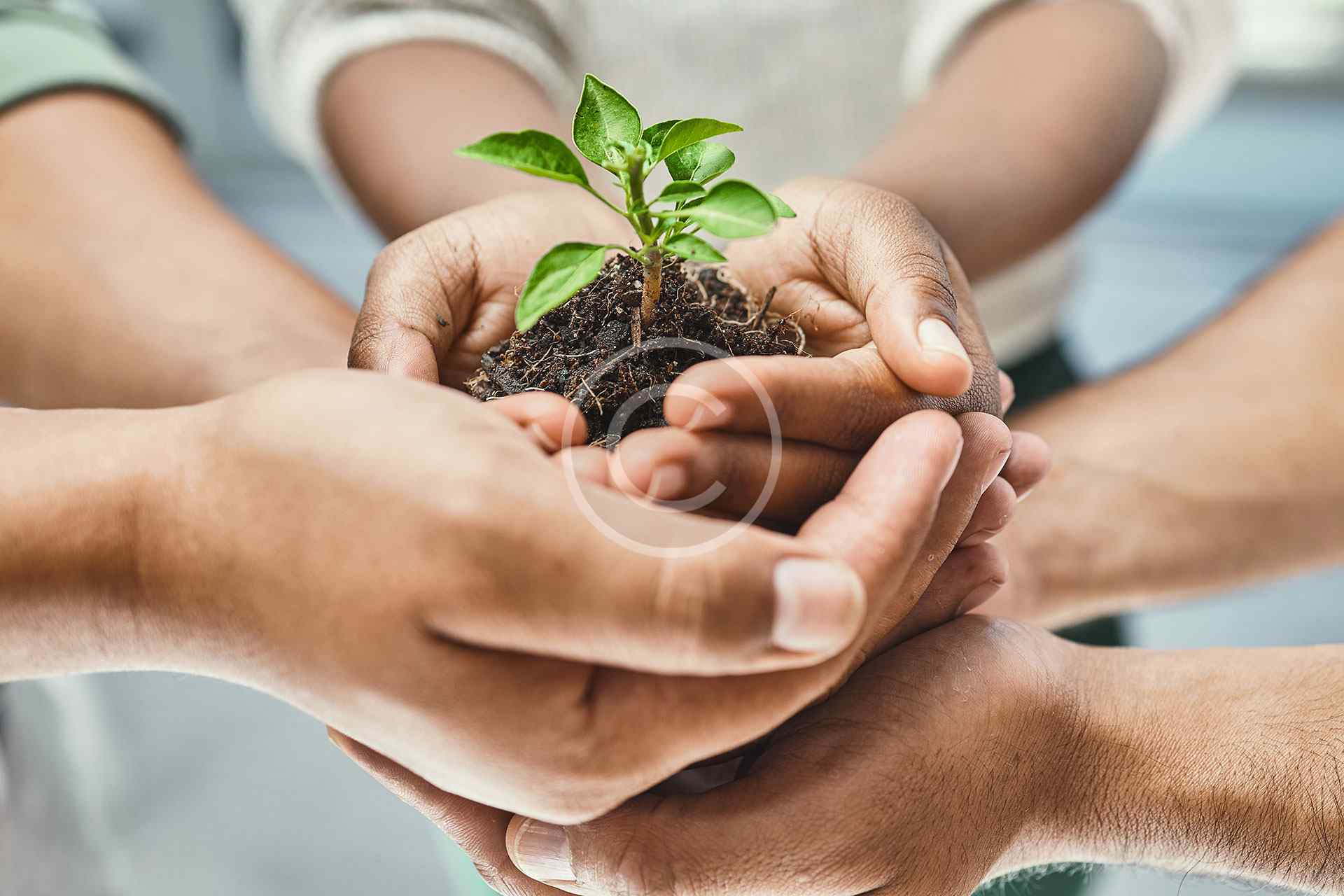 Distribution & Brand Partnerships